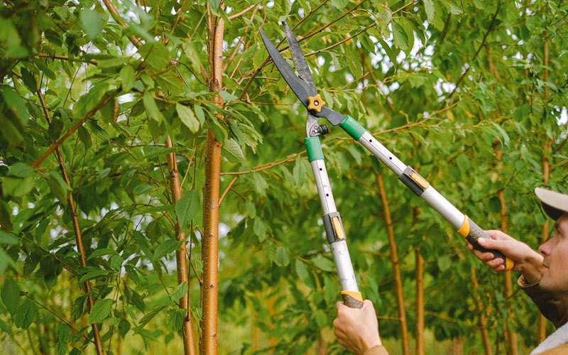 Tree trimming in Laurel, MT